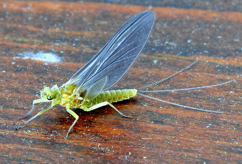 Serratella ignita di Toano (RE)